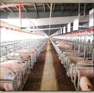 Struttura in acciaio a basso prezzo casa di allevamento di suini automatico capannone per suini prefabbricato penna sistema di alimentazione di porco kit per la casa del maiale - Product Image 5