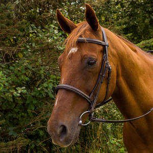 Fabricante Brida enrollada de cuero suave Brida de patente - Product Image 1