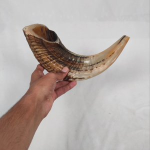 Shofar Yemení Tradicional Certificado Kosher - Sonido Fuerte para Ceremonias de Rosh Hashaná, Procedente de la India, en Venta - Product Image 1