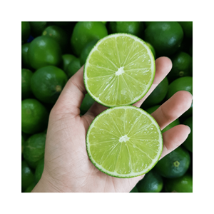 Vente en gros de citrons verts frais/citron frais bon marché au Vietnam/citron frais sans pépins de haute qualité avec une haute qualité et une bonne offre - Product Image 6