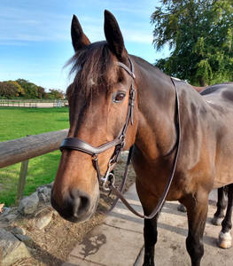 Bride de cheval anatomique en cuir avec rênes de luxe NOIR OU MARRON Fabricants vendant Bride de cheval en cuir véritable - Product Image 4