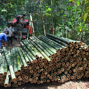 ต้นไผ่โมโซธรรมชาติรองรับรายละเอียดสาขาสำหรับการทำฟาร์มและโครงการสีเขียววัตถุดิบไม้ไผ่ - Product Image 5