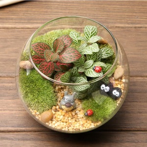 Terrarium en verre pour plantes avec base en bois, terrarium ventilé pour plantes de bureau, 12 cm, bricolage, aquarium rond en verre - Product Image 6