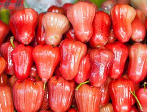 Snack de Manzana en Cera Seca para Marcas Minoristas e Importadores Internacionales - Product Image 6