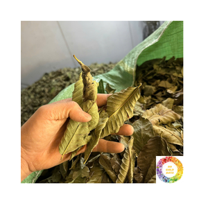 Té de hoja de guayaba a base de hierbas puras, venta al por mayor, embalaje personalizado, hoja de guayaba seca de alto grado para refrescante bebida de hierbas naturales - Product Image 6