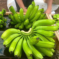 Exportador Mayorista de Plátanos Cavendish Frescos Orgánicos Sin OMG de Vietnam, que Ofrece Frutas Tropicales de Primera Calidad, Limpias, Dulces y Nutritivas