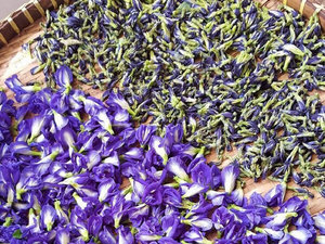 ผงดอกอัญชันผีเสื้อสีฟ้า - Product Image 2