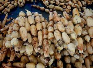 แป้งรากบัวขายดี สำหรับเครื่องดื่มเพื่อสุขภาพ ของหวาน และอาหารเพื่อสุขภาพ - Product Image 2