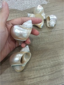 Servilleteros Seashell para planificadores de eventos, instalaciones de comedor de resort de playa y proyectos costeros decorativos - Product Image 5