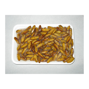 Vers à soie séchés congelés de qualité supérieure - Product Image 5