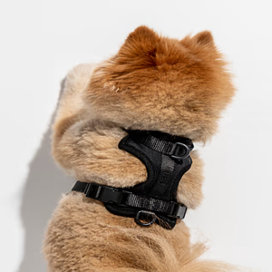 <span class=keywords><strong>Harnais</strong></span> pour <span class=keywords><strong>chien</strong></span> noir doux et extensible avec <span class=keywords><strong>3</strong></span> <span class=keywords><strong>points</strong></span> de fixation de laisse réglables pour différentes tailles et styles de marche - Product Image 3