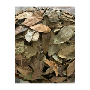 Feuilles de corossol séchées de qualité supérieure, feuilles de graviola naturelles, feuilles de plantes sauvages fraîches, fruits, tisane, thé de 99GD - Product Image 2