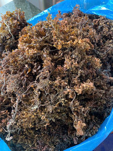 Natural Dried Sargassum Seaweed High Alginate Content for Fertilizer <b>Production</b> and <b>Animal</b> Feed Bulk - Product Image 5