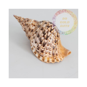 Coquilles d'escargots trompette de qualité aquarium | Idéal pour les habitats aquatiques et la décoration d'aquarium - Product Image 3