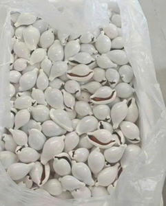 Conchas marinas a granel | Cauri de huevo y conchas | Colección Natural Ocean Vietnam - Product Image 3