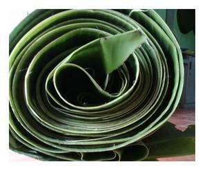 Hoja-100% Natural-Hoja/hojas de plátano congeladas-PARA Paquete de embalaje de supermercado de 99 DATOS DE ORO - Product Image 5