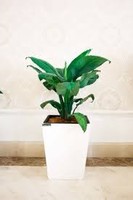 Pot Bunga & Planter Dekorasi Dalam & Luar Ruangan Bentuk Persegi Tinggi Produk Terlaris 2025 Diskon Besar