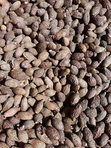 Noix de Malva en vrac triées, conçues pour les clients B2B ayant besoin d'une alimentation stable et d'une qualité de produit constante toute l'année - Product Image 4