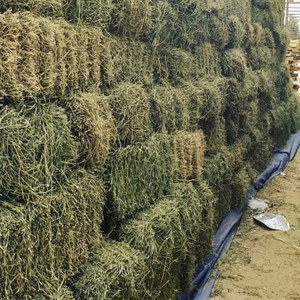 Exportadores de calidad Alfafa Hay Ganado y caballo Alfafa Hay a la venta Precio muy razonable Fabricación - Product Image 4
