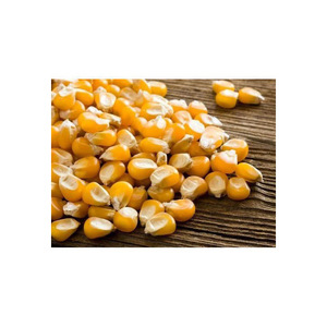 Grains de maïs jaunes fournis aux entreprises de transformation alimentaire commerciale - Product Image 6