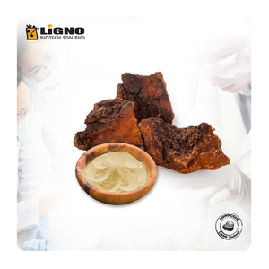 LiGNO CG06 Champignon Chaga Malaisie Ingrédient Naturel pour la Santé Antioxydant Stimulant Immunitaire Prêt à l'emploi en Poudre Fonctionnelle OEM ODM - Product Image 1