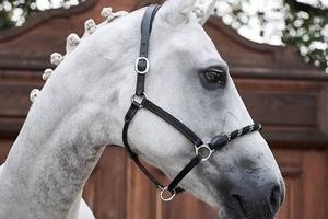 Licou en cuir de luxe avec muserolle en corde souple et rembourrage de couronne spécial Quick Snap Silver Hardware - Product Image 3