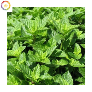 Feuilles de gelée d'herbe séchée, séchées au soleil, sans additifs, d'origine vietnamienne, idéales pour la fabrication de gelée asiatique traditionnelle - Product Image 6