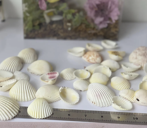 Viande de pétoncle au goût sucré de l'océan disponible en approvisionnement en vrac pour les importateurs et les distributeurs de produits alimentaires - Product Image 6