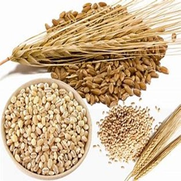 Direct Farm Organic Barley Grains Dried Style for Food Industry and Animal Feed Shipping Worldwide