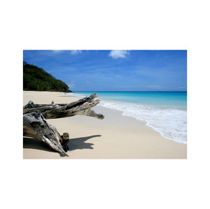 High Quality Beech <b>Wood</b> <b>Logs</b> <b>for</b> Furniture Making Available <b>for</b> <b>Sale</b> at Competitive Prices - Product Image 5