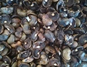 CHAUD! COQUE DE NOIX DE CAJOU RISIDUE À PRIX COMPÉTITIF ET DE HAUTE QUALITÉ DU VIETNAM 2023_EXPORT STANDARD - Product Image 2