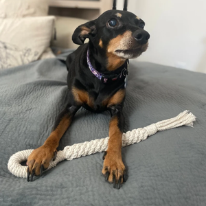 Hoanglinh SG Kimy + 84938616690 pas cher prix chien jouets nettoyage dentaire coton corde jouet pour animaux de compagnie pour mâcher fait TPR sac emballé Viet Nam - Product Image 3