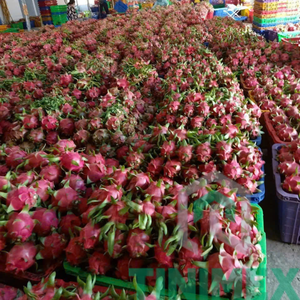 Fournisseur de confiance du Vietnam frais/biologique/Premium Dragon Fruit/Pitaya-Commandes en gros disponibles (WA: + 84 366 808 683) - Product Image 4
