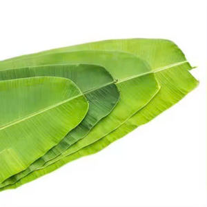 FEUILLES DE BANANE VERTES ET NATURELLES/USAGE TRADITIONNEL/PREMIUM VALEUR/FABRIQUÉ AU VIETNAM - Product Image 5