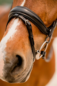 Brida de caballo de cuero genuino de alta calidad fabricada por fuente de buena calidad - Product Image 4