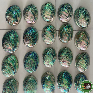 Décoration en coquillages naturels, matériau en coquillages pour la décoration intérieure, souvenirs et production artisanale en provenance du Vietnam - Product Image 5