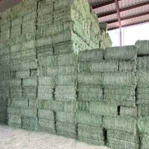 Heno de alfalfa 4x4x8 con un peso aproximado de 1800 lb por paca. Alimento Forrajero Seco de Primera Calidad para Ganado, Caballos, Cerdos, Pollos y Perros - Product Image 1