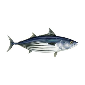 Thon surgelé de qualité supérieure pêché à l'état sauvage, certifié halal et congelé à-40 ° C pour une fraîcheur maximale - Product Image 1