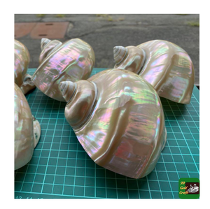 Coquille de Turbo Marmoratus géante naturelle en gros / Coquille de Turbo bleu-vert, exportateur de coquillages polis pour aquarium - Product Image 2