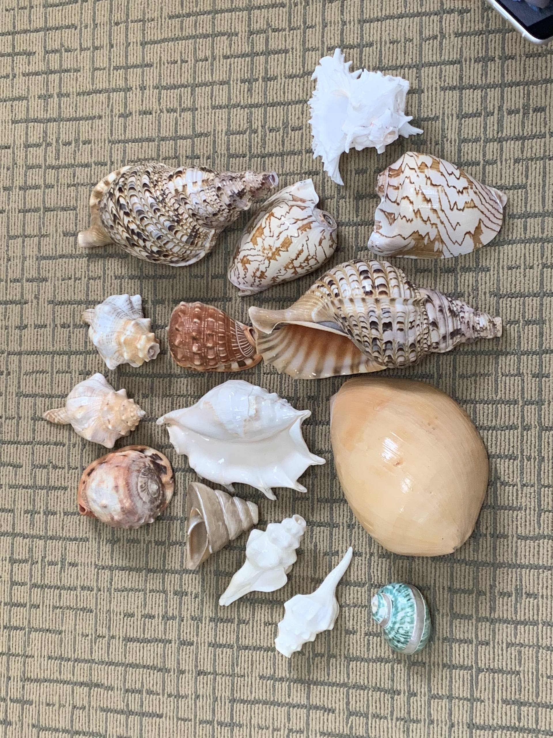 สีน้ำตาล