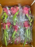 Rode Huid Dragon Fruit Uit Vietnam Rijk Aan Vezels En Antioxidanten Export Kwaliteit Ideaal Voor Winkelketens En Distributeurs