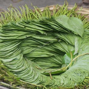 Feuilles de Paan Vertes Naturelles de Qualité Supérieure pour l'Exportation, Feuilles de Bétel Fraîches du Bangladesh, Qualité Export en Gros, Fournisseur Mondial avec MOQ - Product Image 4