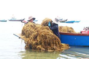 ขายส่งอินทรีย์กลุ่มเวียดนามแห้ง Sargassum สาหร่ายที่มีคุณภาพสูง - Product Image 2