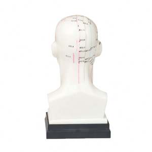 نموذج الوخز بالإبر والرأس 22 من الطب الصيني لتدريس نموذج نقطة الوخز بالإبر - Product Image 4