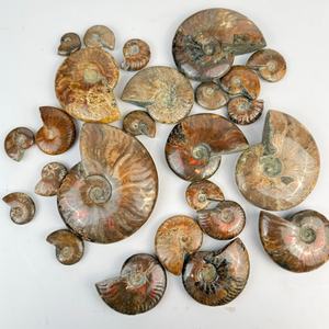 Ammonites fossiles arc-en-ciel polies en gros, différentes tailles, coquille naturelle rare, motif de jade pour la fabrication de bijoux et la décoration - Product Image 3