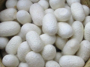 Capullos de Seda de Alta Calidad |   Exportador de Vietnam de Seda Cruda y para Uso Cosmético - Product Image 4