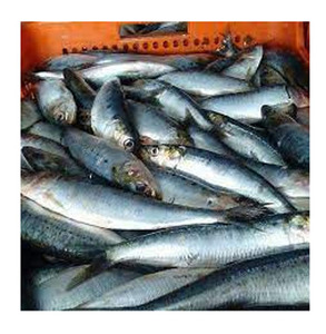 Caballa congelada rica en nutrientes esenciales como el selenio y la vitamina B12 para un cuerpo sano - Product Image 1