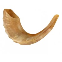 Shofar en corne de mouton polie de qualité supérieure, artisanat religieux naturel, instrument de musique, son étanche, vente en gros