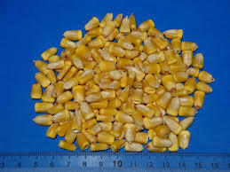 Maíz Blanco y Amarillo Orgánico Seco para Alimentación Animal, Tipo Cultivado, en Venta - Product Image 6