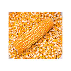 Nuevo cultivo de maíz amarillo sin OGM, alimento seco para animales de alta calidad, bueno para el consumo de animales humanos directamente del proveedor - Product Image 6